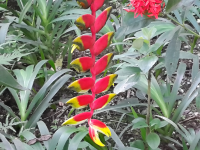        Heliconia Plant
  - Costa Rica