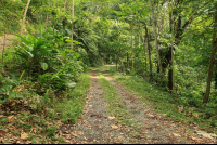 caribeans road inside cacao farm 
 - Costa Rica