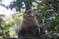 capuchin hides in trees 
 - Costa Rica