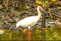 Ibis  At San Pedrillo Ranger Station Corcovado National Park
 - Costa Rica