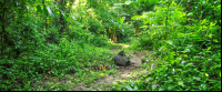 carara national park secondary forest 
 - Costa Rica