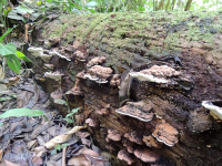        Gandoca Manzanillo Wildlife Refuge Mushrooms
  - Costa Rica