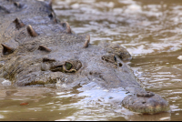        crocodile safari tour croc swimming 
  - Costa Rica