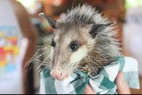        Sibu Sanctuary Porcupine
  - Costa Rica