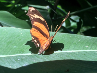        Orange Brown Butterfly
  - Costa Rica