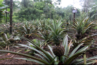 chachagua hotel farm 
 - Costa Rica