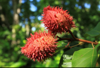        rainforest adventures red dye plant 
  - Costa Rica