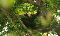 turtle beach lodge two toed sloth and baby 
 - Costa Rica