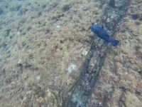 guineafowl puffer swimming 
 - Costa Rica