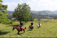 helaconia ranch horses 
 - Costa Rica