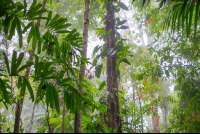 Fog Coming Into The Forest Of Los Patos Trail
 - Costa Rica