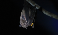 bat jungle bat eating 
 - Costa Rica