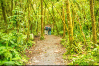 Dirty Forest Trail At Celeteste River Waterfall Tour
 - Costa Rica