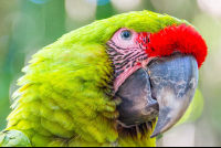 green macaw face shot parque simon bolivar san jose 
 - Costa Rica