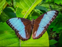 morpho helenor butterfly las palmas butterfly garden 
 - Costa Rica