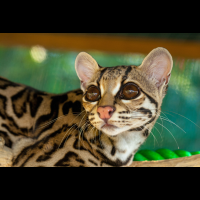 margay profile view selva reserve carillo
 - Costa Rica