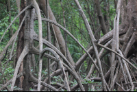        mangrove growth
  - Costa Rica