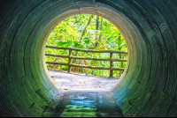 Jumping Vit Viper Tunnel Hanging Bridges Mistico Park
 - Costa Rica