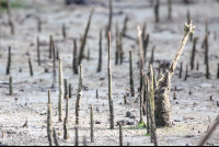 Pertruding Mangrove Curu Refuge
 - Costa Rica