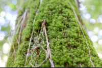 Moss Closeup Rio Claro Trail Sirena Ranger Station Corcovado National Park
 - Costa Rica