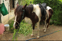 jungle beach horseback tour anya 
 - Costa Rica