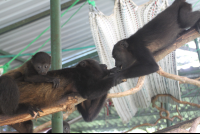        three monkeys playing 
  - Costa Rica