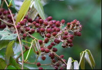 curi cancha wild blackberries 
 - Costa Rica