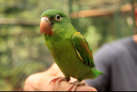        osa animal sanctuary tour page parrot 
  - Costa Rica