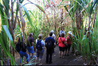 trapiche tour guide explains sugar cane 
 - Costa Rica