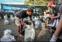 Unwrapping The New Baby Turtle Nests Turtle Hatching At Piro Beach
 - Costa Rica