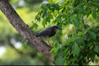        crocodile safari tour green heron 
  - Costa Rica