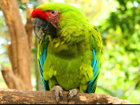 Great Green Macaw Perched On Tree Branch
 - Costa Rica