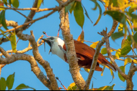        Montezuma Bird
  - Costa Rica