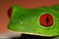 tree frog playa nicuesa 
 - Costa Rica