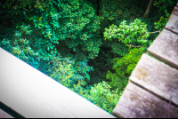 View Under A Platform Osa Palmas Canopy Tour
 - Costa Rica