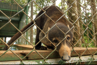        osa animal sanctuary tour page coati 
  - Costa Rica