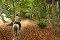 terraventuras beach horseback ride almond leaves 
 - Costa Rica