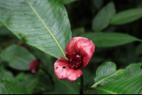        san gerardo flower 
  - Costa Rica