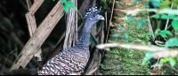 tortuguero national park attraction crested guan 
 - Costa Rica