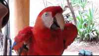 ara project macaws extra 
 - Costa Rica