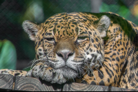        jaguar face shot parque simon bolivar san jose 
  - Costa Rica