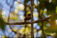        bird at nosara reserve 
  - Costa Rica