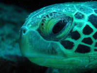        sea turtle underwater 
  - Costa Rica