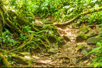 Moderate Trail Ascending Celeteste River Waterfall Tour
 - Costa Rica