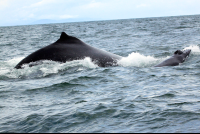 ballena aventura tour mother calf 
 - Costa Rica