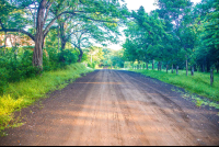 Dirt Road In Front Of Casa Alice Surf Lodge
 - Costa Rica