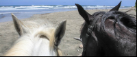 horses pelada beach
 - Costa Rica