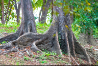        Tree Roots Curu
  - Costa Rica