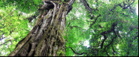        monteverde cloud reserve strangler fig 
  - Costa Rica