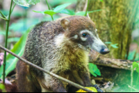 Coati Feeding Cabo Blanco Reserve
 - Costa Rica